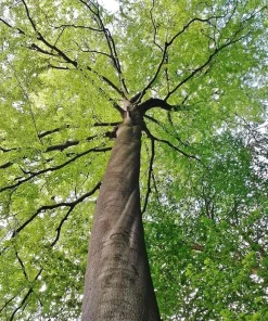 American Beech Tree Live Plant - 10-16