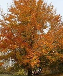 American Beech Tree Live Plant - 10-16