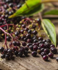 American Black Elderberry Seeds - 50 Heirloom Sambucus Canadensis for Gardens - Image 3