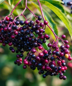 American Black Elderberry Seeds - 50 Heirloom Sambucus Canadensis for Gardens - Image 4