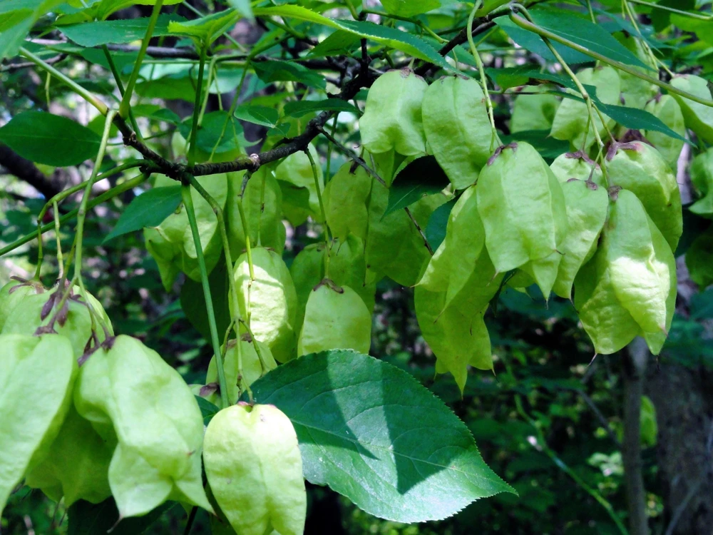 American Bladdernut Seeds - Staphylea Trifolia - 5 Seed Pack - White Flowers - Image 5