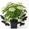 American Elderberry Live Plant - 7-12" Tall Shrub, Quart Pot - Outdoor - Image 1