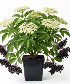 American Elderberry Live Plant - 7-12" Tall Shrub, Quart Pot - Outdoor - Image 1