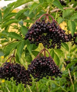 American Elderberry Live Plant - 7-12