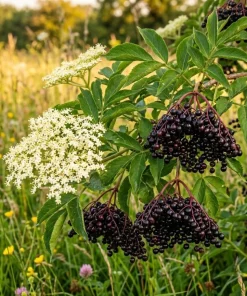 American Elderberry Live Plant - 7-12