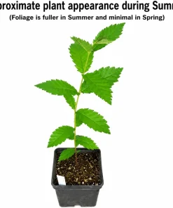 American Elm Tree Live Plant - 10-16" Tall - Quart Pot - Fast Growing Shade Tree - Image 2