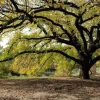 American Elm Tree Live Plant - 10-16" Tall - Quart Pot - Fast Growing Shade Tree - Image 1