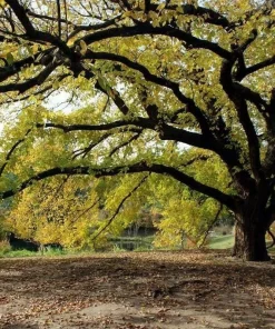 American Elm Tree Live Plant - 10-16" Tall - Quart Pot - Fast Growing Shade Tree - Image 1