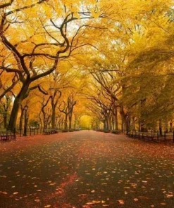 American Elm Tree Live Plant - 10-16