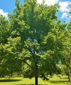 American Elm Tree Live Plant - 10-16