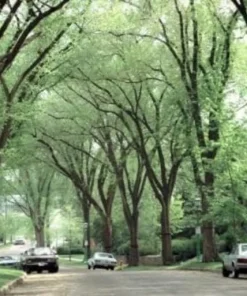 American Elm Tree Live Plant - 10-16