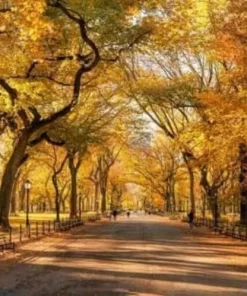 American Elm Tree Live Plant - 10-16