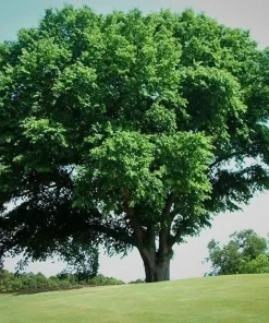 American Elm Tree Live Plant - 10-16