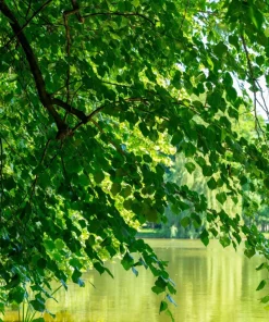 American Elm Tree Seeds - Ulmus Americana - 25 Seed Pack, Fast Growing Shade Tree - Image 2