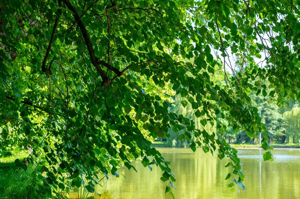 American Elm Tree Seeds - Ulmus Americana - 25 Seed Pack, Fast Growing Shade Tree - Image 2