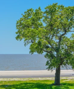 American Elm Tree Seeds - Ulmus Americana - 25 Seed Pack, Fast Growing Shade Tree - Image 3