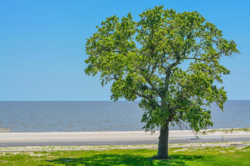 American Elm Tree Seeds - Ulmus Americana - 25 Seed Pack, Fast Growing Shade Tree - Image 3
