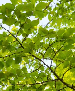 American Elm Tree Seeds - Ulmus Americana - 25 Seed Pack, Fast Growing Shade Tree - Image 4