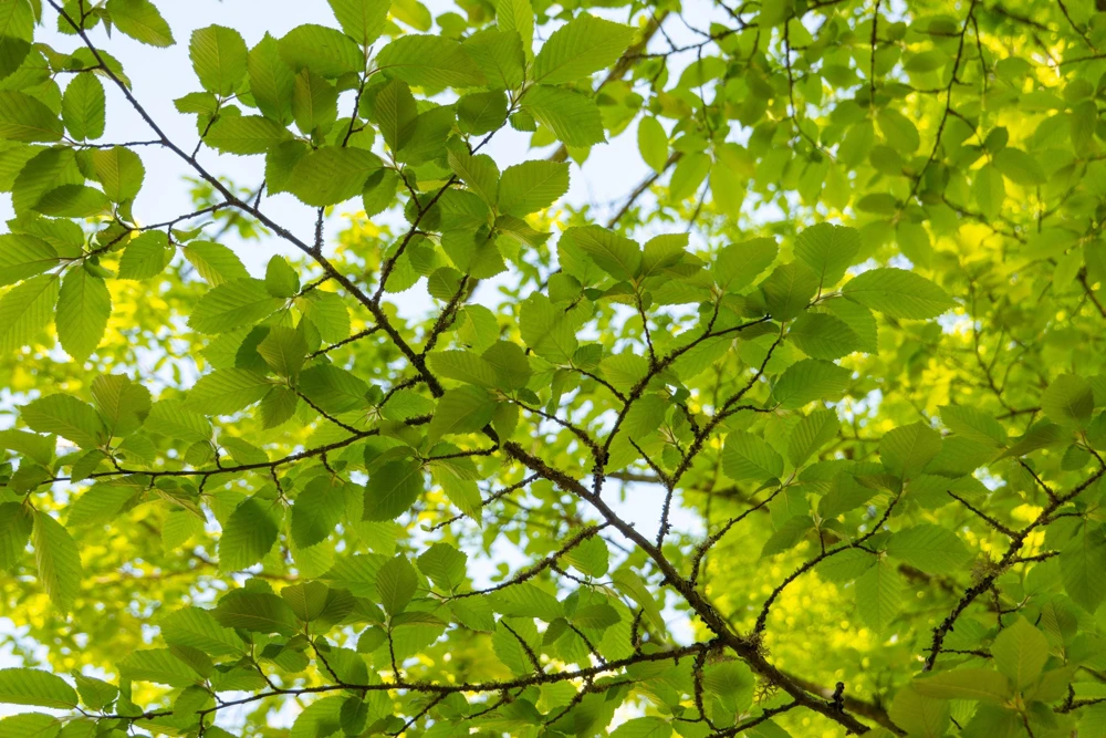 American Elm Tree Seeds - Ulmus Americana - 25 Seed Pack, Fast Growing Shade Tree - Image 4