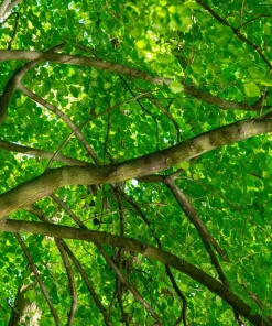 American Elm Tree Seeds - Ulmus Americana - 25 Seed Pack, Fast Growing Shade Tree - Image 5