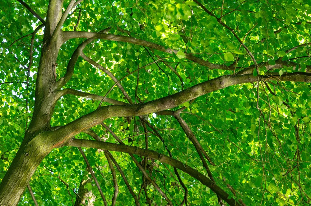 American Elm Tree Seeds - Ulmus Americana - 25 Seed Pack, Fast Growing Shade Tree - Image 5