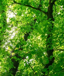 American Elm Tree Seeds - Ulmus Americana - 25 Seed Pack, Fast Growing Shade Tree - Image 6