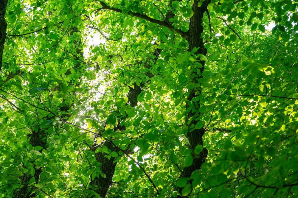 American Elm Tree Seeds - Ulmus Americana - 25 Seed Pack, Fast Growing Shade Tree - Image 6