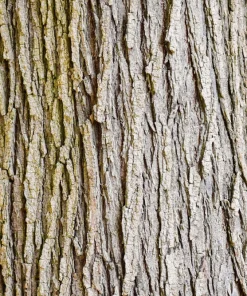 American Elm Tree Seeds - Ulmus Americana - 25 Seed Pack, Fast Growing Shade Tree - Image 7