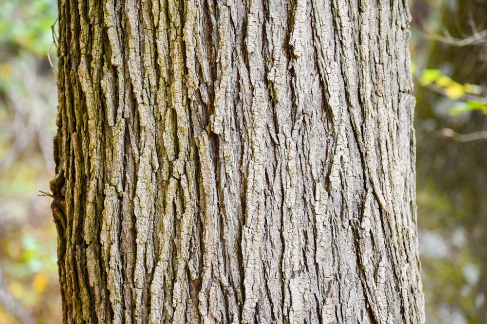 American Elm Tree Seeds - Ulmus Americana - 25 Seed Pack, Fast Growing Shade Tree - Image 7