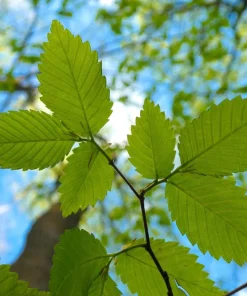 American Elm Tree Seeds - Ulmus Americana - 25 Seed Pack, Fast Growing Shade Tree - Image 8