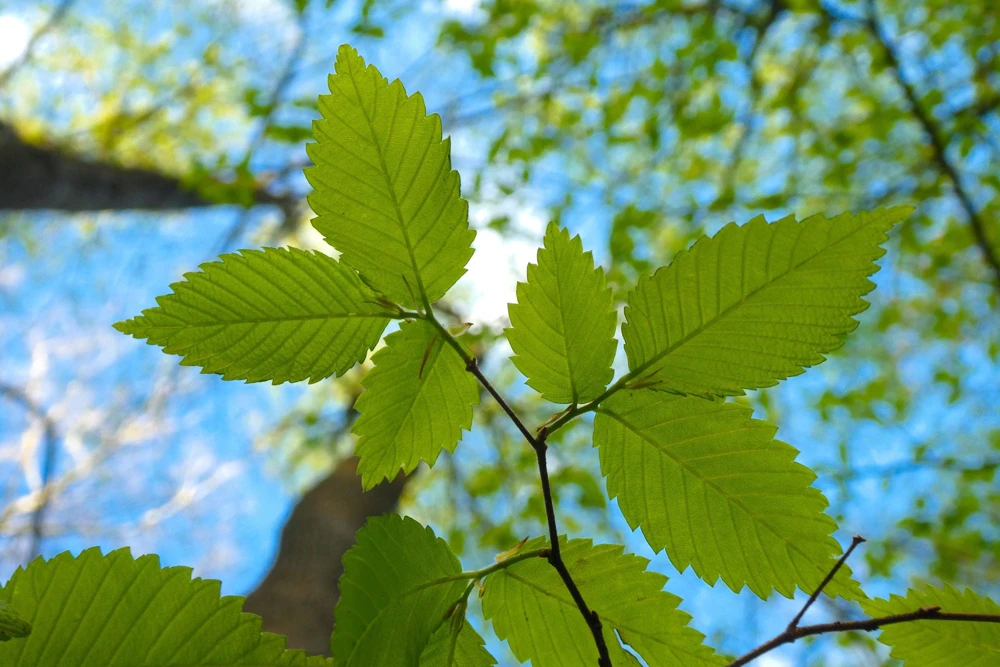 American Elm Tree Seeds - Ulmus Americana - 25 Seed Pack, Fast Growing Shade Tree - Image 8