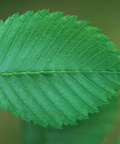 American Elm Tree Seeds - Ulmus Americana - 25 Seed Pack, Fast Growing Shade Tree - Image 9
