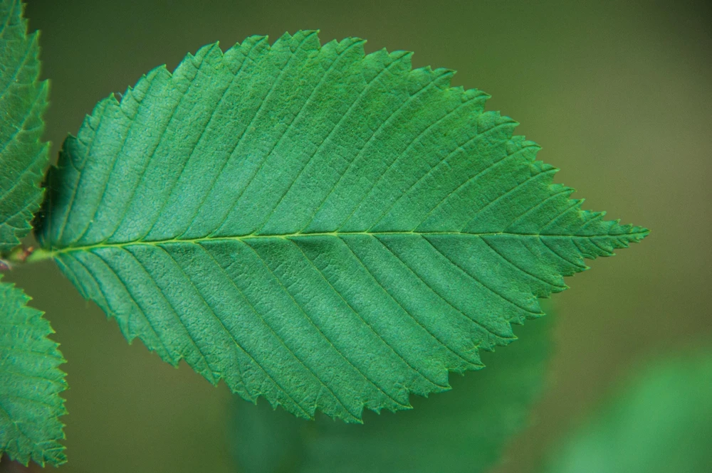American Elm Tree Seeds - Ulmus Americana - 25 Seed Pack, Fast Growing Shade Tree - Image 9