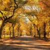 American Elm Tree Seeds - Ulmus Americana - 25 Seed Pack, Fast Growing Shade Tree - Image 1