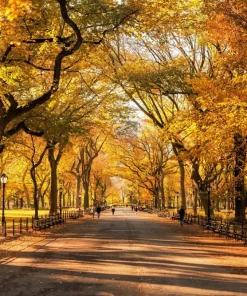 American Elm Tree Seeds - Ulmus Americana - 25 Seed Pack, Fast Growing Shade Tree - Image 1