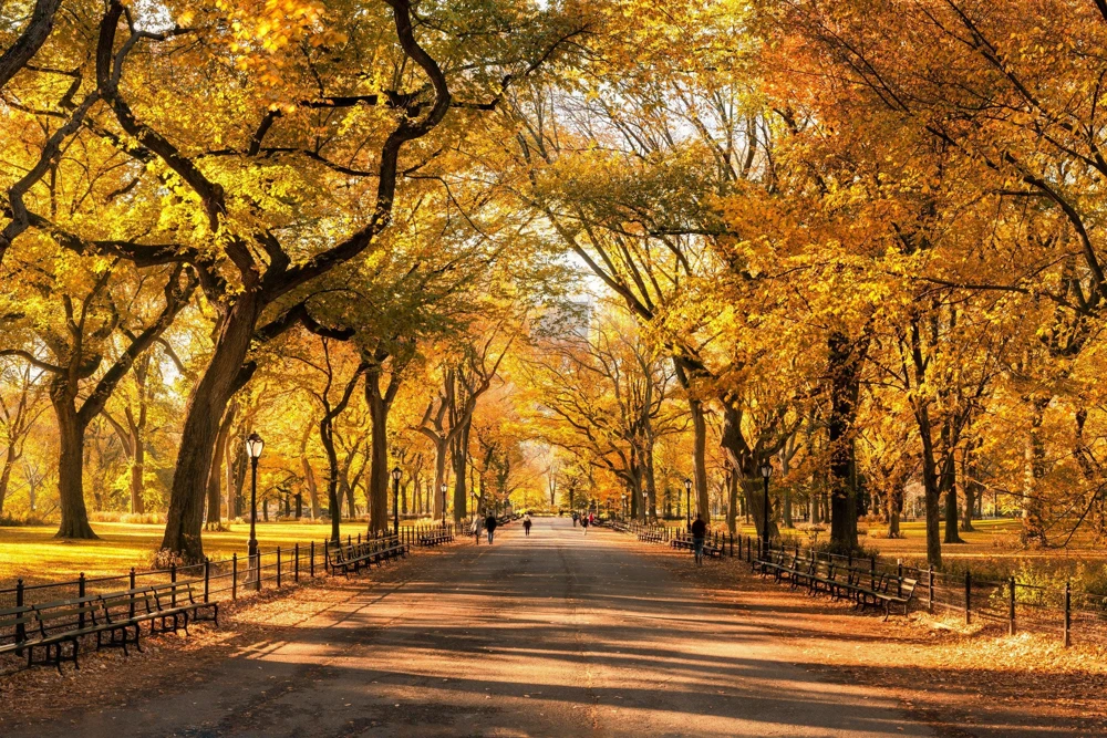 American Elm Tree Seeds - Ulmus Americana - 25 Seed Pack, Fast Growing Shade Tree - Image 1