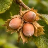 American Hazelnut Tree Live Plant - 6-12" Tall - 4" Pot - Filbert Nut Tree Outdoor - Image 1