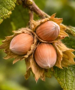 American Hazelnut Tree Live Plant - 6-12" Tall - 4" Pot - Filbert Nut Tree Outdoor - Image 1