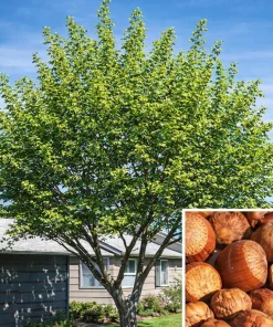 American Hazelnut Tree Live Plant - 6-12