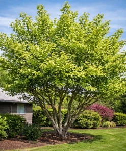 American Hazelnut Tree Live Plant - 6-12