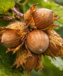 American Hazelnut Tree Live Plant - 6-12