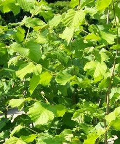 American Hazelnut Tree Live Plants, Set of 2, 12-16 Inches Tall, 1-2 Year Old, Outdoor Deciduous Nut Tree - Image 3