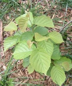 American Hazelnut Tree Live Plants, Set of 2, 12-16 Inches Tall, 1-2 Year Old, Outdoor Deciduous Nut Tree - Image 4