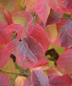 American Hazelnut Tree Live Plants, Set of 2, 12-16 Inches Tall, 1-2 Year Old, Outdoor Deciduous Nut Tree - Image 5