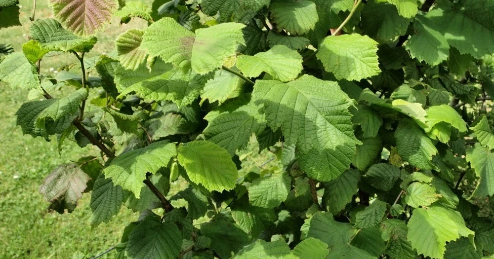 American Hazelnut Tree Plant – Live Plant – 12 to 16 Inches Tall – 1 to 2 Year Old – Outdoor - Image 2