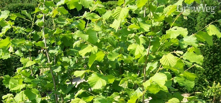 American Hazelnut Tree Plant – Live Plant – 12 to 16 Inches Tall – 1 to 2 Year Old – Outdoor - Image 3