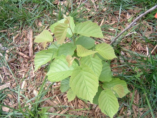 American Hazelnut Tree Plant – Live Plant – 12 to 16 Inches Tall – 1 to 2 Year Old – Outdoor - Image 4
