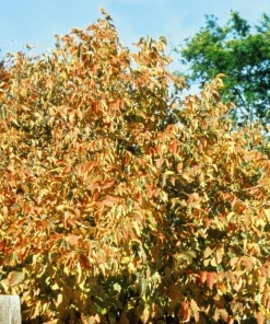 American Hazelnut Tree Plant – Live Plant – 12 to 16 Inches Tall – 1 to 2 Year Old – Outdoor - Image 1