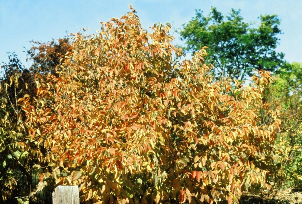 American Hazelnut Tree Plant – Live Plant – 12 to 16 Inches Tall – 1 to 2 Year Old – Outdoor - Image 1