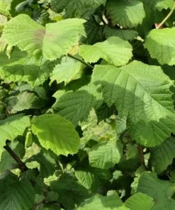 American Hazelnut Tree Plants - Set of 2, 12-16 Inches Tall, 1-2 Year Old, Outdoor - Image 2